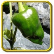 1 Lb - Hot Pepper Seeds - 'Ancho' Bulk Vegetable Seeds