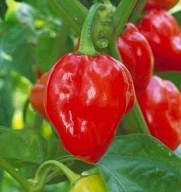Pepper Hot Red Habanero Great Heirloom Vegetable 100 Seeds