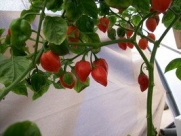 West Indies Red Habanero Hot Pepper 10+ Seeds
