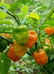 Chichen Itza Habanero Pepper - 10 Seeds