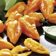 Magnum Orange Habanero Pepper - 20 Seeds