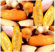 1 oz (60+ seeds) PINK BANANA SQUASH SEEDS HUGE 75 LBs excellent, dry, firm yellow-orange center