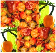 500 HABANERO SCOTCH BONNET HABENERO HOT Pepper seeds RARE citrus-like Great Salsa