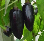 (VHP)~HUNGARIAN BLACK CHILLI PEPPER~Seed!!!!~~~~~~Spicey!