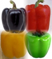 Bell Color Mix Pepper - 60 Seeds - GARDEN FRESH PACK!