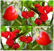 30 RED HABANERO RED HOT Pepper seeds - HABENERO RED SUPER HOT - 445,000 Scoville units