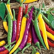 Seeds and Things Chili Pepper Cayenne Blend, they keep their color when dried. 20 seeds