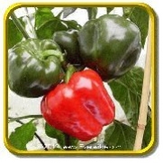 1 Oz - Sweet Pepper Seeds - 'Big Red' Bulk Vegetable Seeds