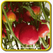 1 Oz Hot Pepper Seeds - 'Red Cherry Hots' Bulk Vegetable Seeds
