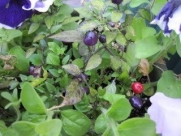 20 FILIUS BLUE PEPPER Capiscum Annuum Christmas Pepper Vegetable Seeds *Comb S/H