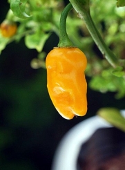 Datil Pepper - 10 Seeds - Very Hot. Distinctive Taste
