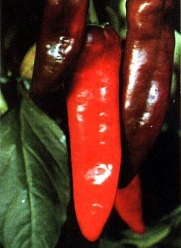 NuMex Big Jim Chili Pepper 30 Seeds - 12 Inches Long!