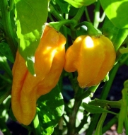 Devil's Toung Hot Chili Pepper 4 Plants - Very Hot - Easy to Grow