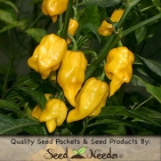 30 Seeds, Hot Pepper Lemon Habanero (Capsicum annuum) Seeds by Seed Needs
