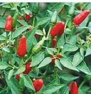 Seed Savers Exchange 1301 Organic, Open-pollinated Pepper Seed, Thai Hot, 25 Seed Packet