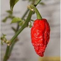 Seeds and Things 10 Plus Bhut Jolokia Seeds Hot Hot Hot.........