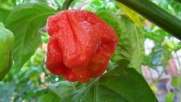 Trinidad 7 Pot Jonah Hot Pepper 10+ Seeds Rare