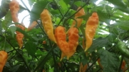 Seeds and Things Yellow Bhut Jolokia Aka Ghost Pepper10+ Seeds Plus a Bonus Pack 10 Hot Paper Lantern Seeds