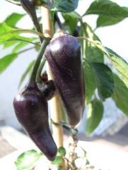 Purple Serrano Pepper 10+ Seeds