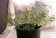 Hermosillo ChilTepin Hot Pepper 10+ Seeds