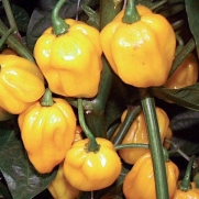 Big Yellow Sun Habanero Pepper 20 Seeds - Extremely Hot