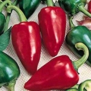 15 Lipstick Sweet Pepper Seeds, Free Shipping by Seeds and Things