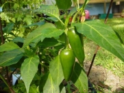 Pepper- Tam Jalapeno- 25 Seeds