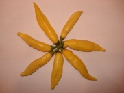 Aji Limon/lemon Drop Pepper 10 Seeds (My Favorite Chili)