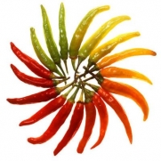 25 Heirloom Hot Serrano Chili Pepper seeds