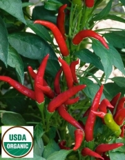 Organic Thai Hot Pepper - 25 Seeds