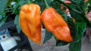 Naranja Picante Hot Pepper 10+ Seeds