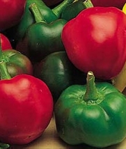 Burpee Pepper Large Cherry 69659 (Green to Red) 25 Seeds