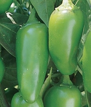 Burpee Pepper Hot Jalapeno M 62687 (Red) 25 Seeds