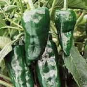 Pepper Hot Poblano Ancho Great Heirloom Vegetable Bulk 1,500 Seeds