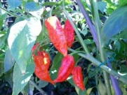 Naga Morich Hot Pepper 10+ seeds
