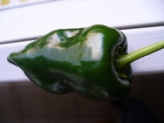 Ancho San Luis Pepper 4 Plants- Mildly Hot