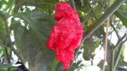 Jay's Red Ghost Scorpion Chile Pepper 10+ Seeds