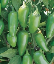 Pepper Seeds, Hot, Jalapeno M 1 Pkt. (150 seeds)