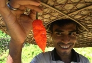 Seeds and Things Bhut Jolokia Pepper Seeds 10 Plus AKA Ghost Pepper, Pure Strain, grown in Isolation to insure quality.