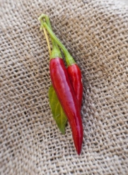 Thai Dragon Heirloom Chili Pepper Premium Seed Packet + More