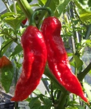 Seeds and Things- Ghost Pepper Bhut Jolokia Pepper Seeds - 30 Pack