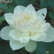 10Pcs White Bowel Lotus Seeds II