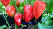 Antillais Red Caribbean Hot Pepper 10+Seeds