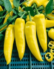 Todd's Seeds Hungarian Yellow Hot Wax Hot Pepper Heirloom Seed - 1g Packet