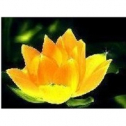 10Pcs Golden Bowel Lotus Seeds