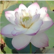 10Pcs Flammule Lotus Seeds