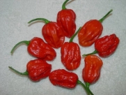 Trinidad 7 POT HOT PEPPER, Named for making 7 pots of Hot Chile from one Pod. 15 PLUS SEEDS