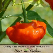 20 Seeds, Hot Pepper Red Cap Mushroom (Capsicum chinense) Seeds by Seed Needs