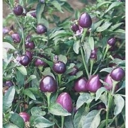 Seeds and Things Pepper Pretty in Purple 15 Seeds per Packet