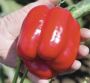 Red Cougar F1 Hybrid Sweet Blocky Bell Pepper 20 Seeds by Seeds and Things